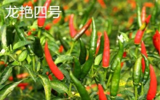 適合貴州種植的辣椒品種，是全國最大的辣椒交易市場