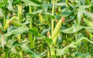 華耐黑糯57玉米品種簡介，糯玉米品種