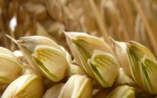 東北平原的農(nóng)作物以什么為主，主要包括小麥、水稻、甜菜、大豆等品種