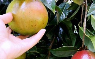 油茶樹有哪些高產(chǎn)品種，以下6種的產(chǎn)量較高