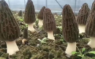目前我國人工栽培的食用菌有幾種，大概種植100種、有50多種可形成商品