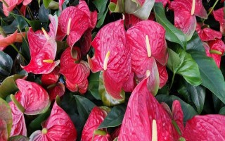 夏季怎么對(duì)紅掌澆水，每天均可澆一次