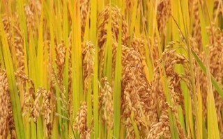 隆兩優(yōu)608水稻種子介紹，每畝有效穗數(shù)14.4萬穗