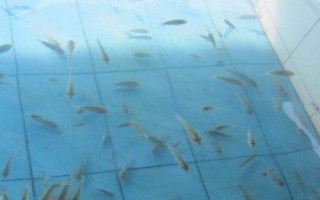 親親魚的產(chǎn)地，主產(chǎn)于泰國(guó)、中東地區(qū)、西雙版納等地方
