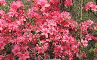 杜鵑花有毒嗎，有一定毒性