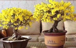 迎春花冬天要放到室內(nèi)嗎，北方建議放室內(nèi)養(yǎng)殖