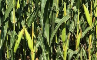恒玉1號玉米種子特點，適宜播期6月上中旬