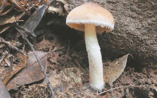 菌種選育方法，可自然選育和誘變育種