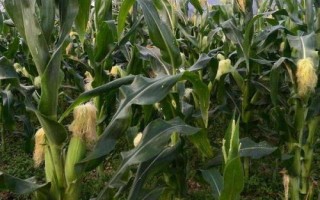 科沃8904玉米品種的特性，選擇中上等肥力地塊種植