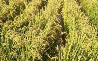 雅康1優(yōu)雅禾水稻種子簡介，該品種基部葉葉鞘中等紫色