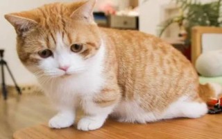 怎么防止貓咪肥胖，首先需要科學(xué)合理喂食