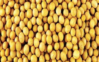 牡豆10大豆種子特征特性，高油大豆品種