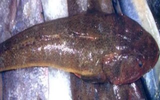鲬魚(yú)的價(jià)格，一斤需要3-6元左右