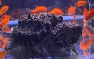 鱷龜?shù)娘曫B(yǎng)方法，每隔7-10天消毒一次