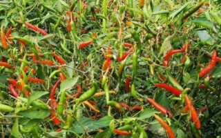 辣椒不長(zhǎng)芽的原因及解決方法，種子質(zhì)量不高、土壤板結(jié)等都會(huì)導(dǎo)致