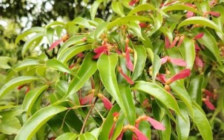 現在種植什么樹能賺錢，可種植彩葉樹種、喬木類等