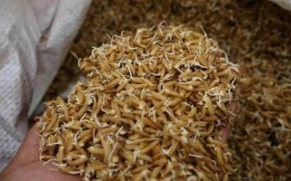 雜交水稻出現(xiàn)的意義，代表我國人民徹底擺脫了饑餓