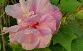 芙蓉花只剩根部還能活么，只要養(yǎng)護(hù)得當(dāng)便能活