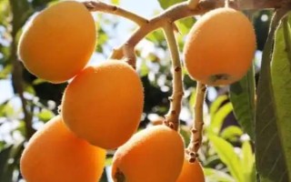 受歡迎的枇杷品種，有大五星枇杷、早鐘六號(hào)枇杷等