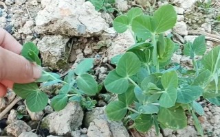 怎么種豌豆苗，9月份到次年的2月份都可種植