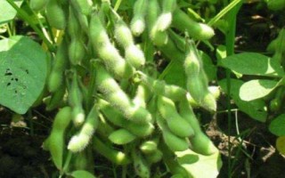鄭雙青豆大豆種子簡介，特殊類型夏大豆品種