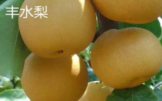 糖度最高的梨品種，不同的品種風(fēng)味也大有不同