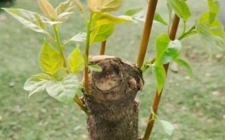三角梅嫁接所用砧木，以長(zhǎng)勢(shì)強(qiáng)的紫花三角梅為宜