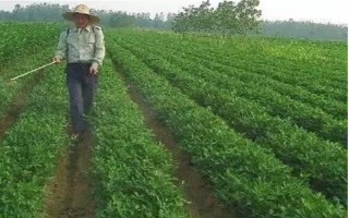 提高花生產(chǎn)量的方法，需輪作換茬、巧施肥料等