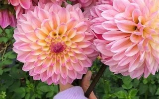 大麗花的開花時(shí)間，一般為5月份左右