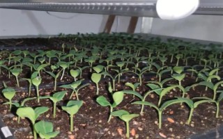 夏季蔬菜育苗要注意什么，及時(shí)分苗間苗可讓秧苗更粗壯