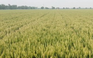鶴麥2號(hào)小麥種子介紹，播量以每畝12～16kg為宜