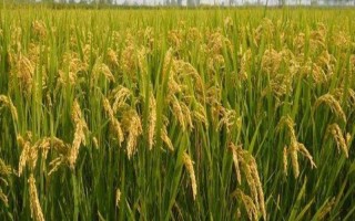 和香兩優(yōu)香妃占2號(hào)水稻種子介紹，特別注意防治白葉枯病