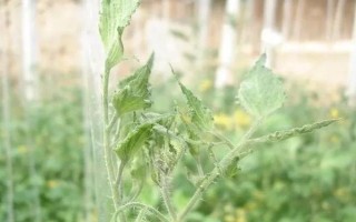 棚室更茬換季要注意什么，為圖省事將殘株雜草翻入地中容易引發(fā)病蟲害