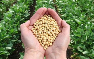 龍墾3425大豆品種的特性，5月上中旬播種