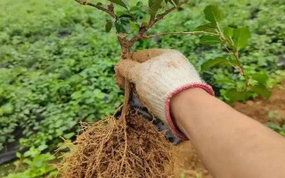 楊桃的種植技術(shù)，要挑選長(zhǎng)勢(shì)良好、無(wú)病蟲害的樹(shù)苗