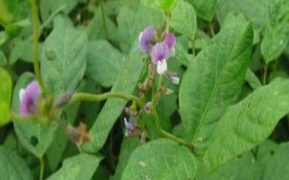 遼豆42大豆品種簡(jiǎn)介，比對(duì)照丹豆11號(hào)生育期早5天