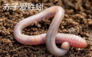 手碰到蚯蚓會(huì)不會(huì)感染寄生蟲(chóng)，一般不會(huì)