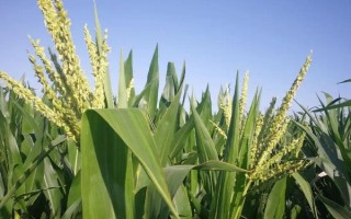 航甜8號(hào)玉米品種簡(jiǎn)介，注意防澇抗旱及病蟲防治