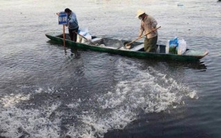 黃花魚的養(yǎng)殖管理方法，要經(jīng)常換水