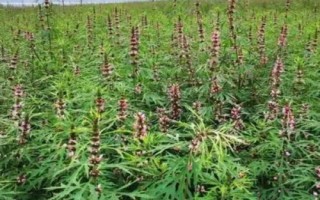 怎么種植益母草，每次中耕除草后都要追肥
