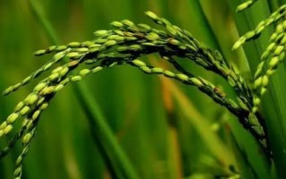 興農(nóng)絲占水稻種子特征特性，全生育期148.1天
