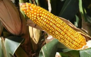 正昊玉105玉米種子簡介，中抗輪枝鐮孢穗腐病