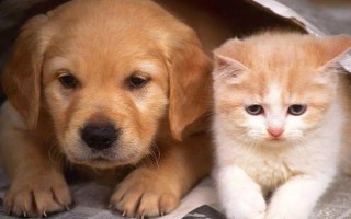 犬貓慢性腸炎的癥狀，表現(xiàn)為食欲不振，長期持續(xù)腹瀉等