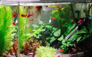 怎么才能讓魚缸里的死水變成活水，最好安裝一個(gè)過(guò)濾器