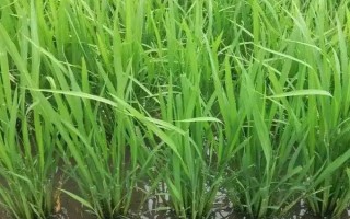 Q香優(yōu)100水稻種子簡介，注意稻瘟病和其它病蟲害防治