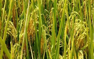 莉豐占水稻種子特點(diǎn)，感溫型常規(guī)稻品種