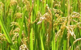 瀘優(yōu)069水稻種子特點(diǎn)，播種期安排在4月下旬為宜