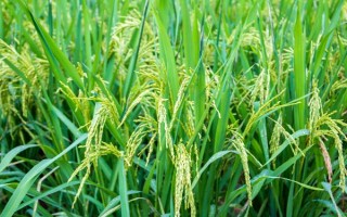 松粳15水稻品種的特性，粳稻品種