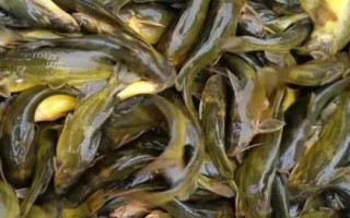 養(yǎng)殖黃辣丁的池塘條件，水深達(dá)到1.5-2米左右、淤泥厚度不超過20厘米