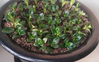 金魚吊蘭簡介，屬多年生草本植物